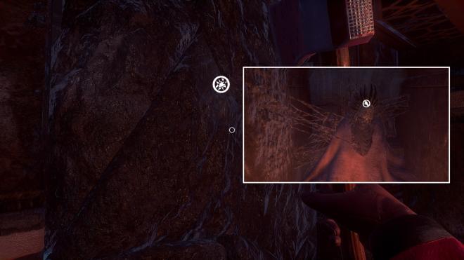 Conarium_60.jpg